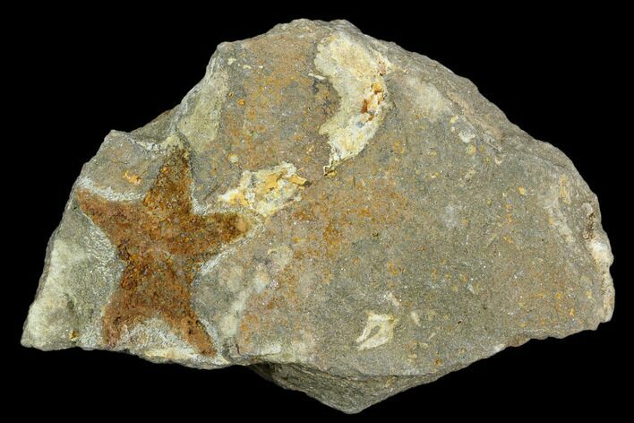 Ordovician Starfish (Petraster?) Fossil - Morocco #118604
